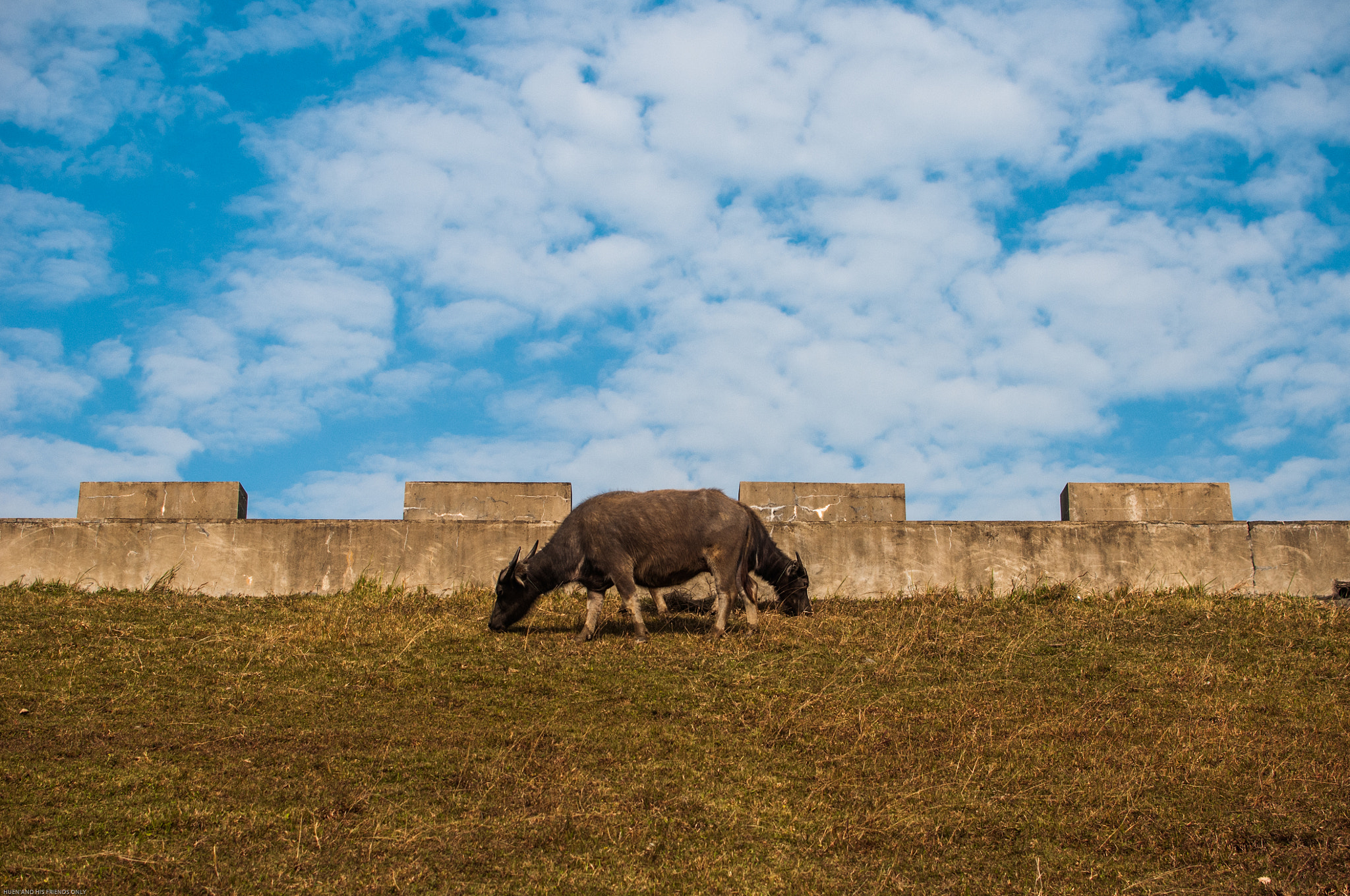 Nikon D300S sample photo. Two cows photography