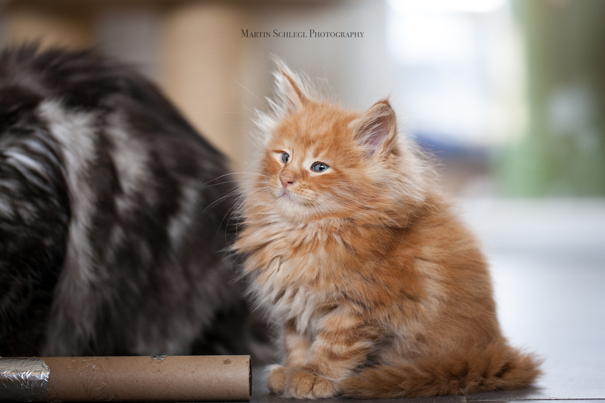 Canon EOS-1Ds Mark III sample photo. Coon'i photography