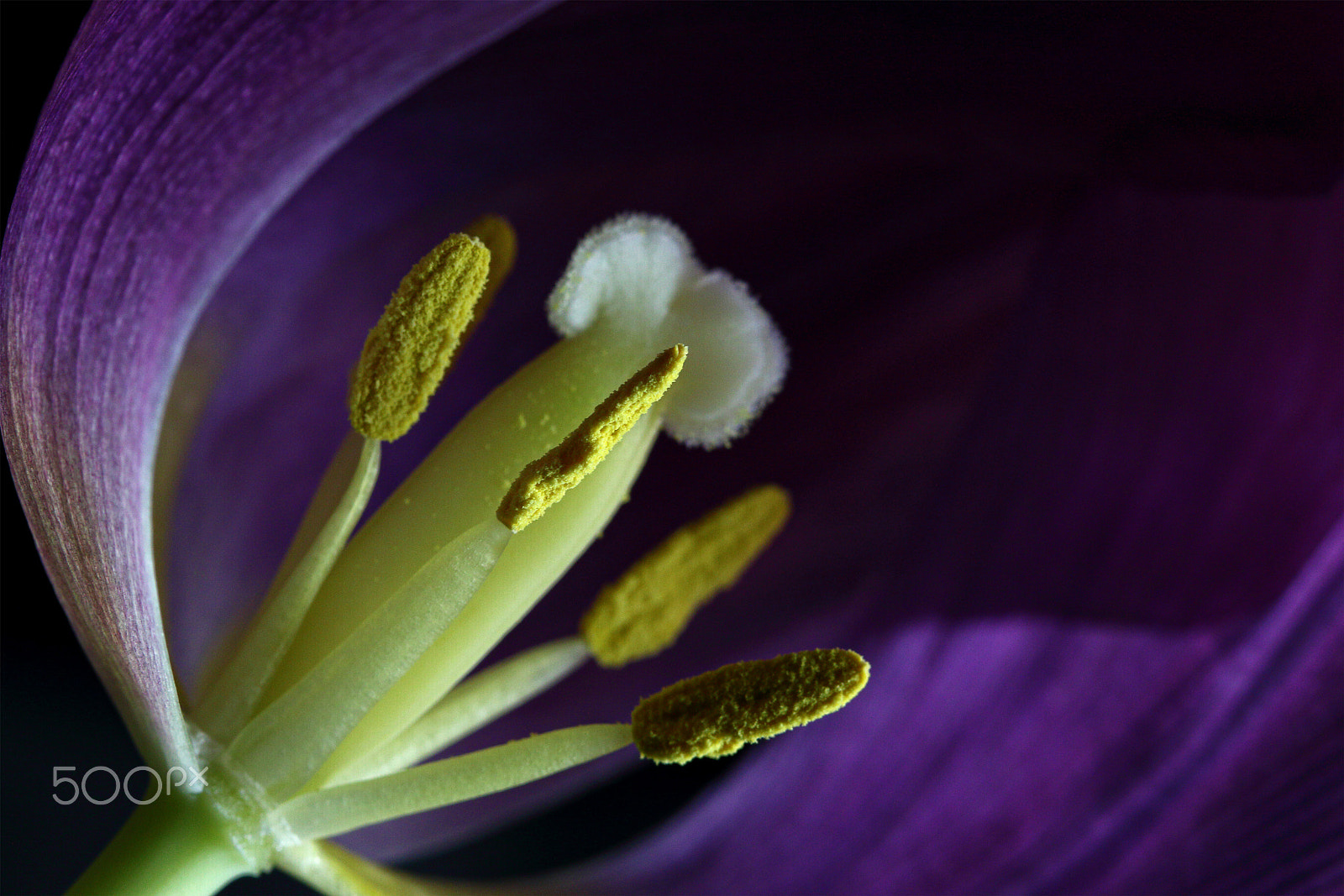 Canon EF 100mm F2.8 Macro USM sample photo. Details uncovered photography