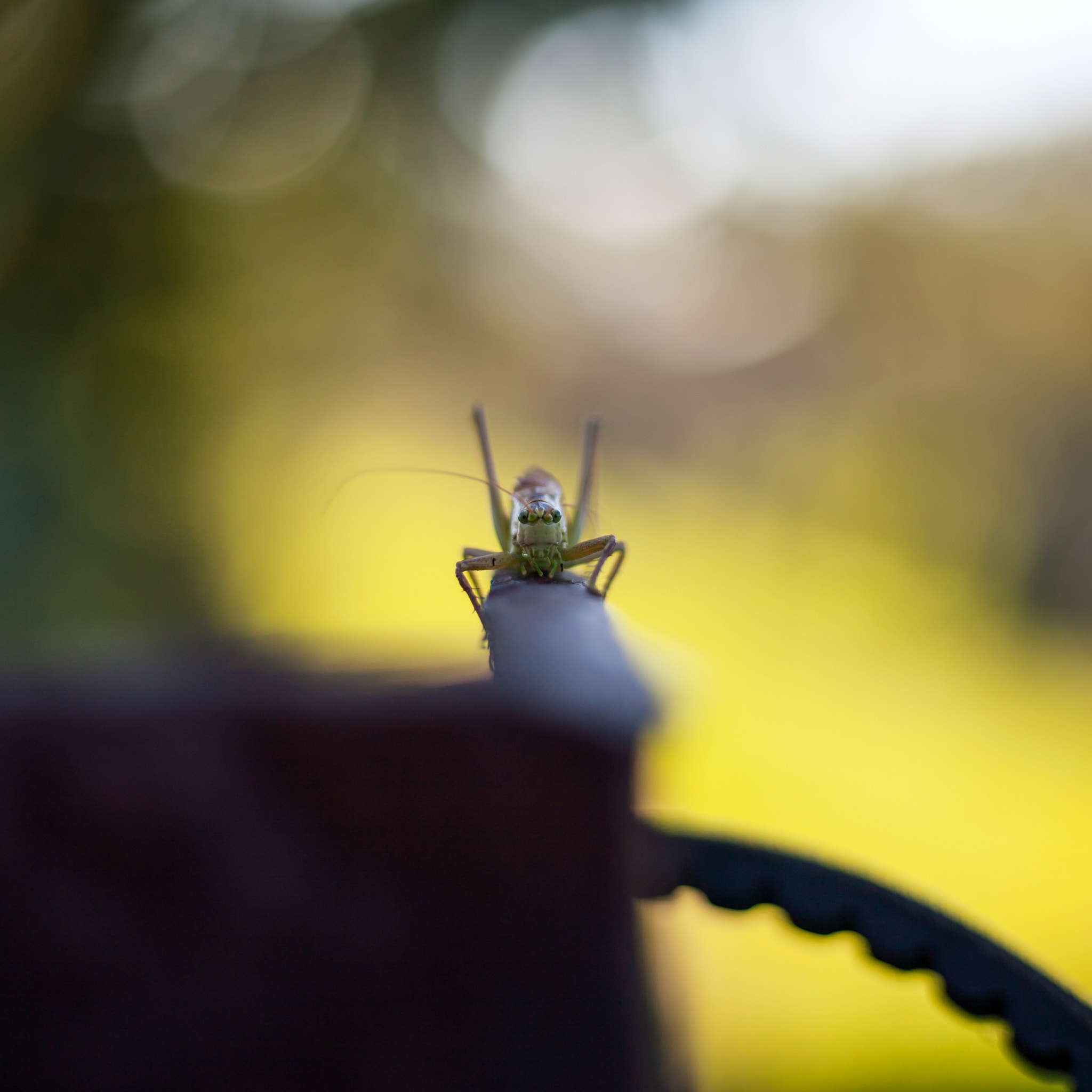 Canon EOS 5D + Canon EF 50mm F1.8 STM sample photo. Aac eceorig photography
