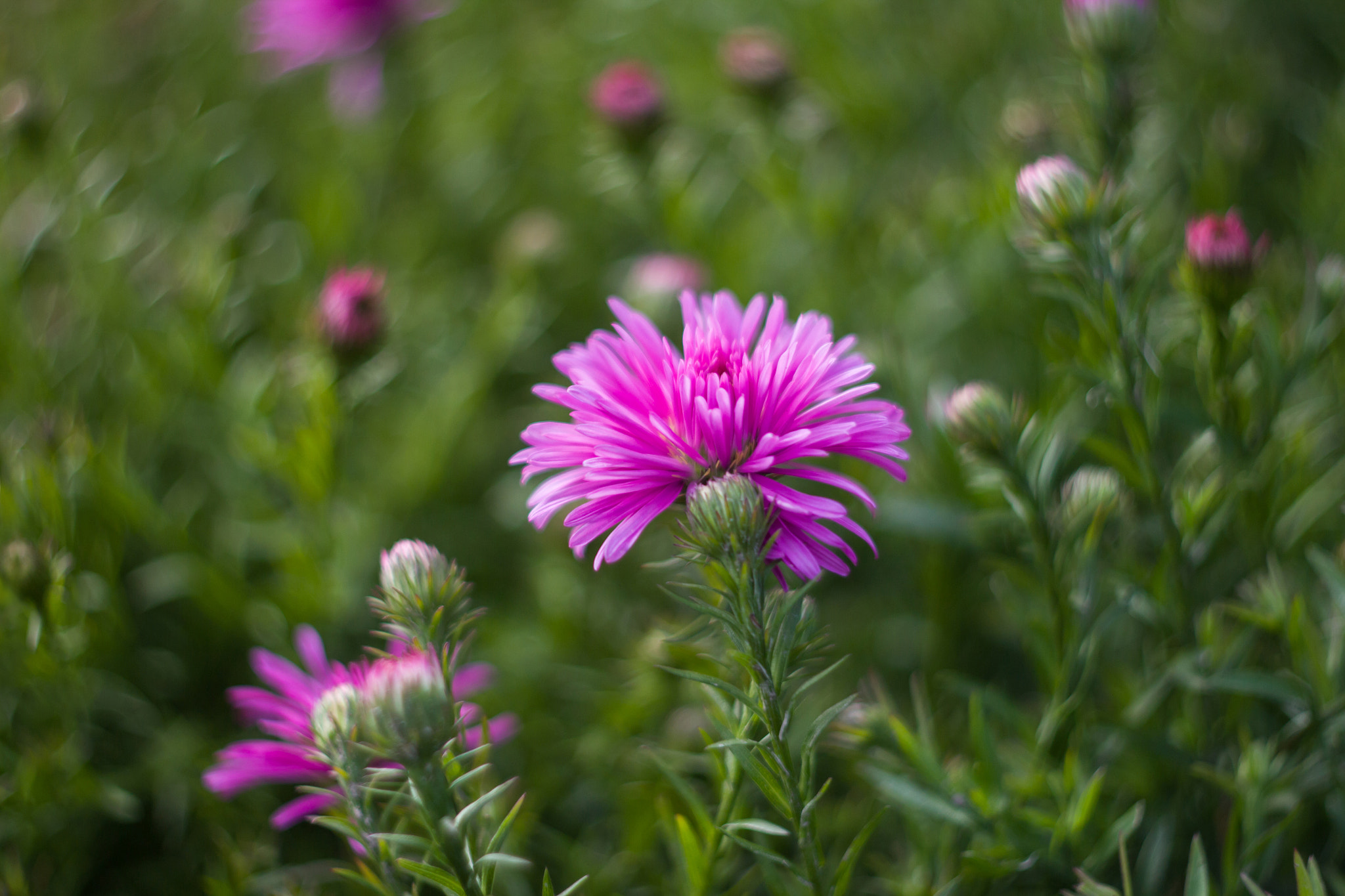 Canon EF 35-80mm f/4-5.6 sample photo. Aedeorig photography