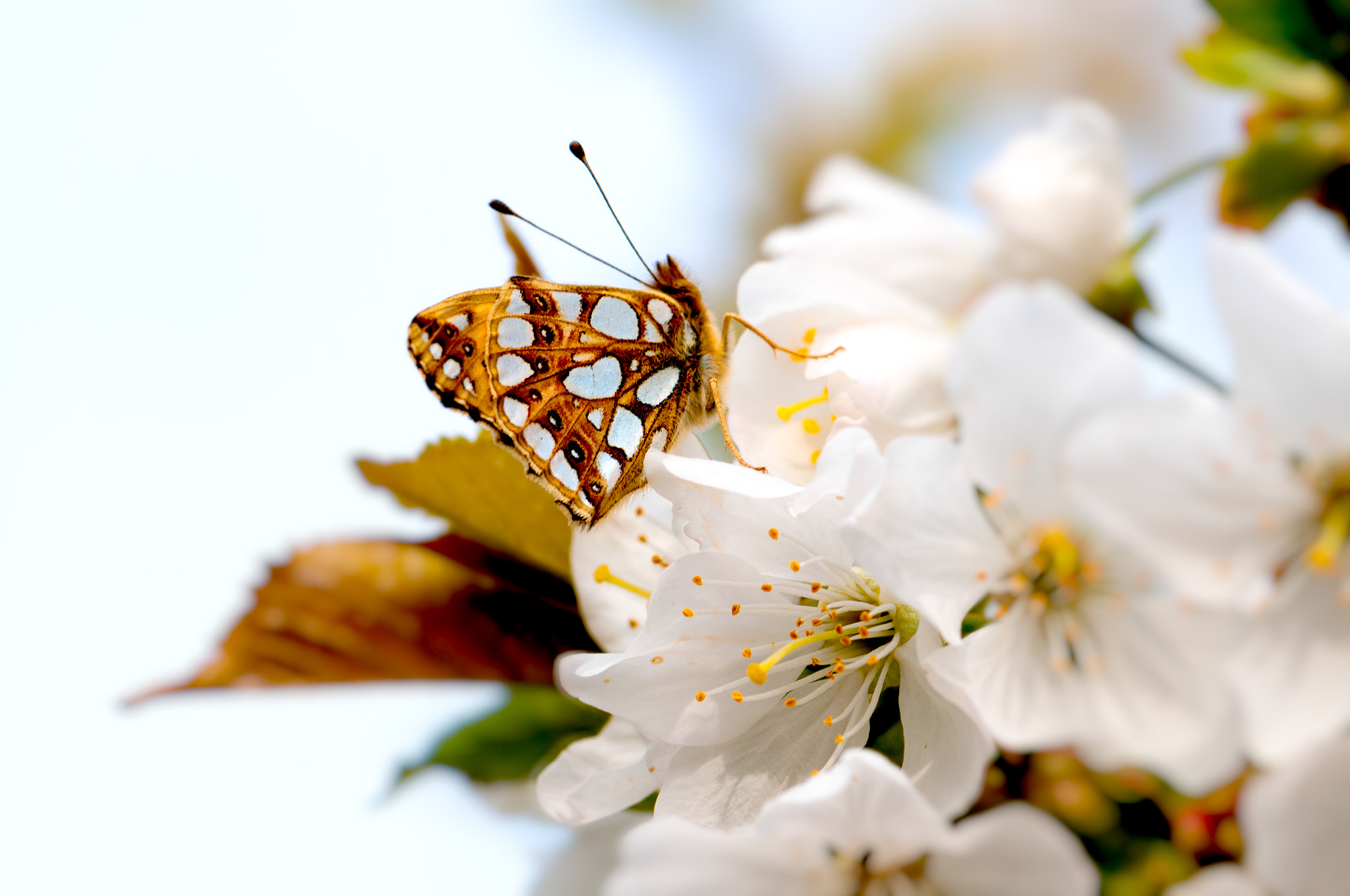 Nikon AF-S Micro-Nikkor 105mm F2.8G IF-ED VR sample photo. Springtime blossoms with butterfly on white flower photography