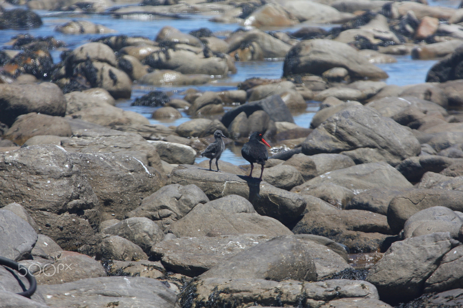 Canon EOS 40D + Canon EF 100-400mm F4.5-5.6L IS USM sample photo. African black oystercatcher photography