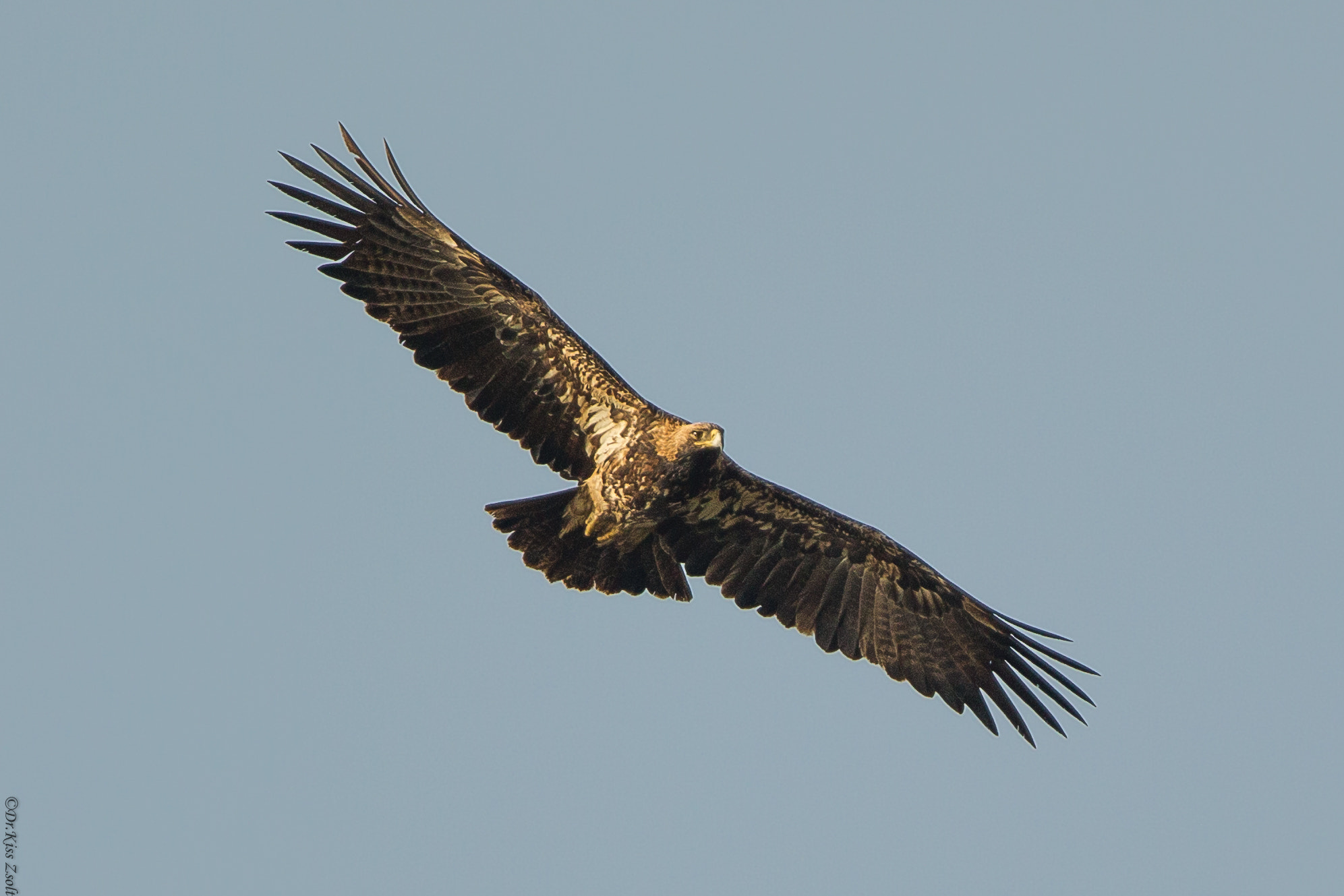 Canon EOS-1D Mark IV + Canon EF 600mm F4L IS II USM sample photo. Imperial eagle photography