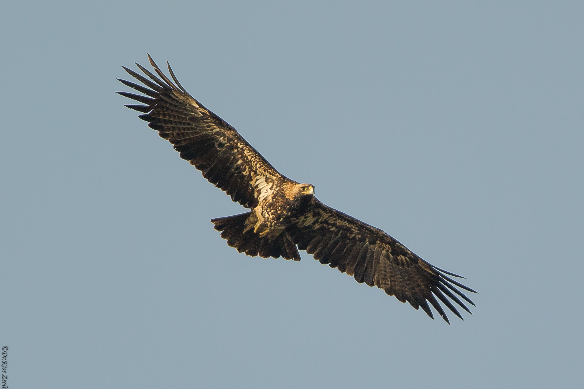 Canon EF 600mm F4L IS II USM sample photo. Imperial eagle photography
