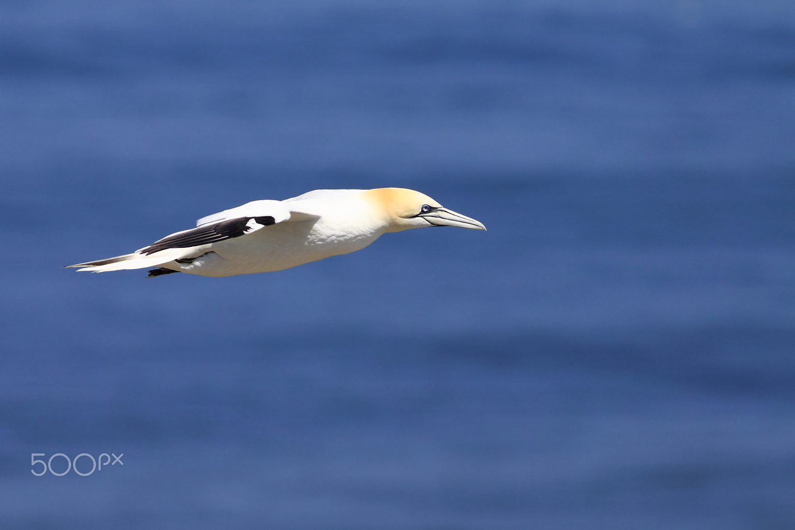 Canon EOS 50D + Canon EF 400mm F5.6L USM sample photo. Art of flying photography