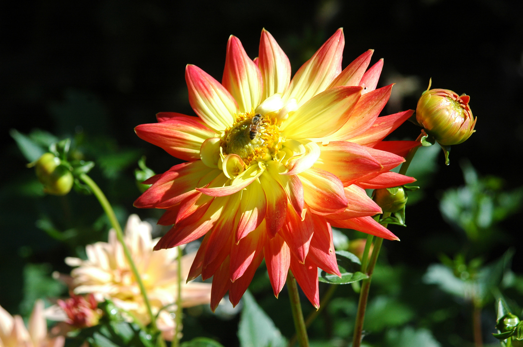 Nikon D70 + AF Zoom-Nikkor 24-120mm f/3.5-5.6D IF sample photo. Dahlia and bee photography