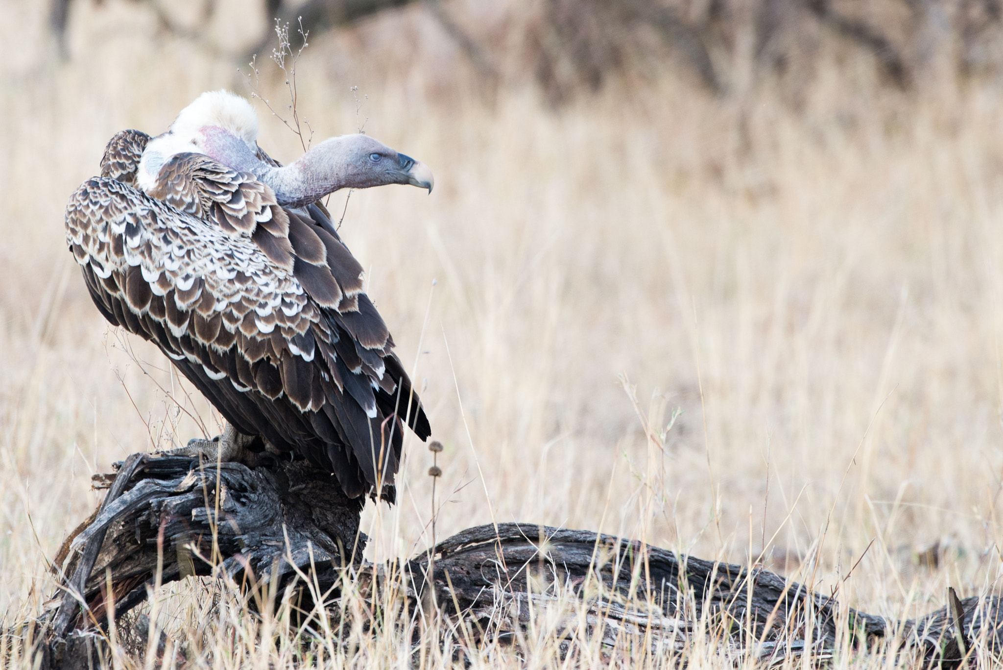 Nikon AF-S Nikkor 200-500mm F5.6E ED VR sample photo. Vulture resting photography