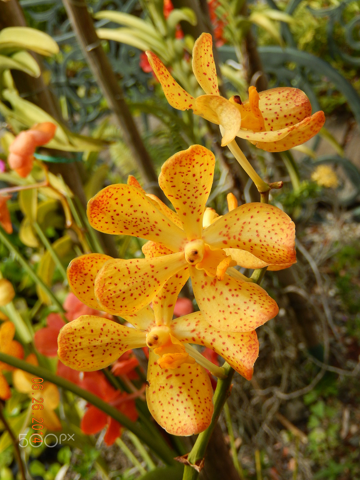 Nikon COOLPIX S9400 sample photo. Yellow and orange spotted tropical flower photography