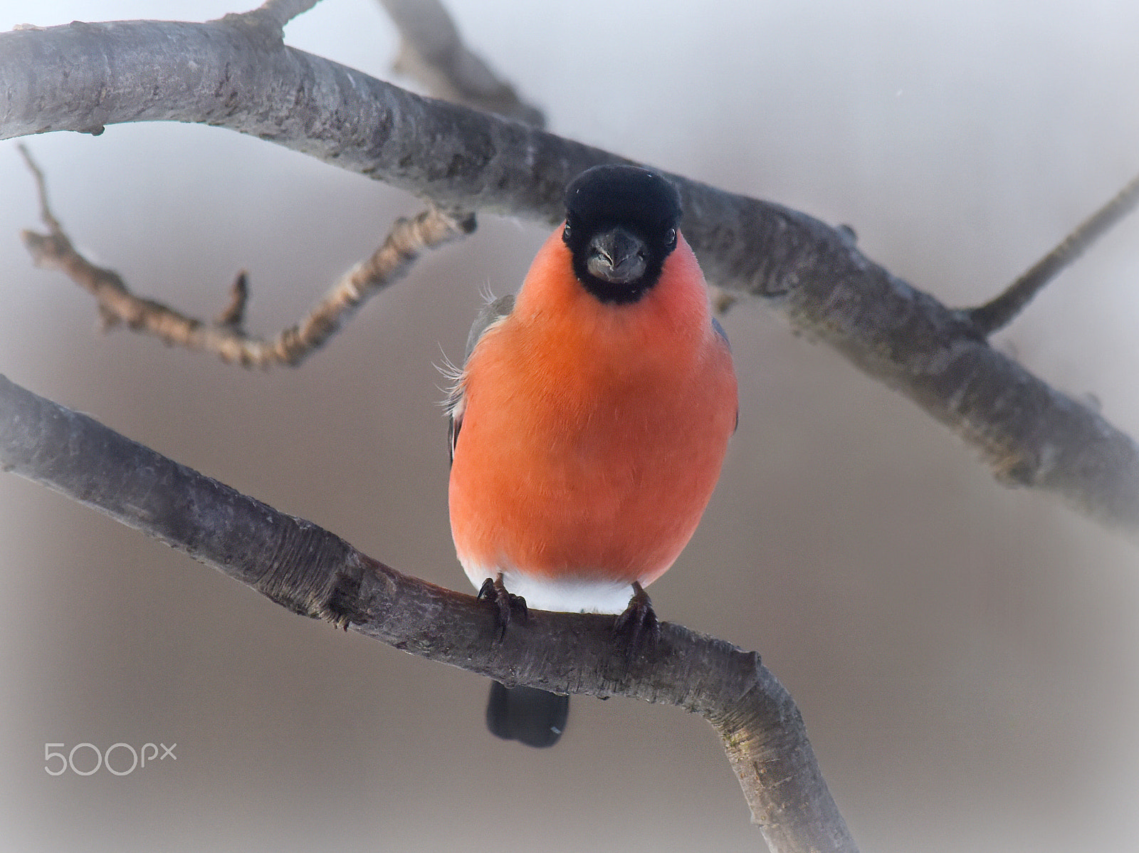 Nikon D810 + Nikon AF-S Nikkor 200-400mm F4G ED-IF VR sample photo. СнегирьОК улыбается..) photography