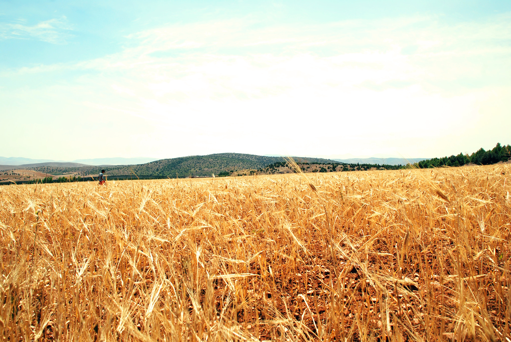 Nikon D40X sample photo. The yellow fields photography