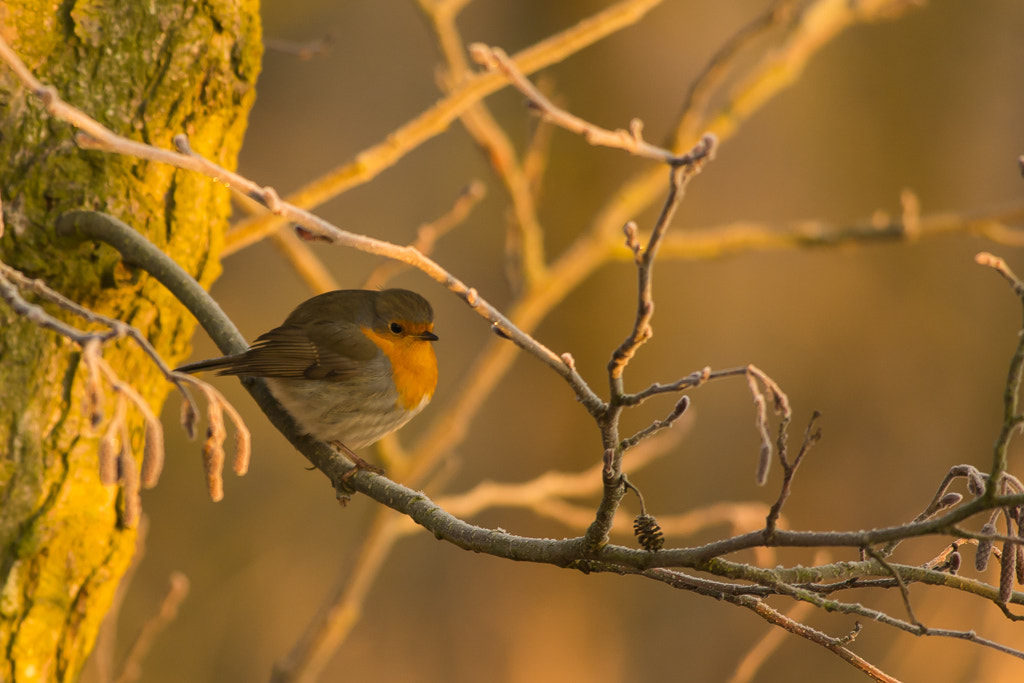 Nikon AF-S Nikkor 300mm F4D ED-IF sample photo. Robin photography