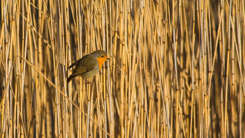 Nikon D7100 sample photo. Robin in the reed photography