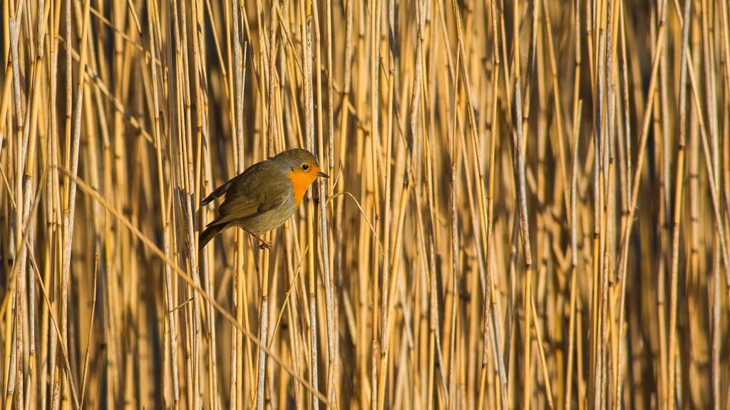 Nikon D7100 + Nikon AF-S Nikkor 300mm F4D ED-IF sample photo. Robin in the reed photography