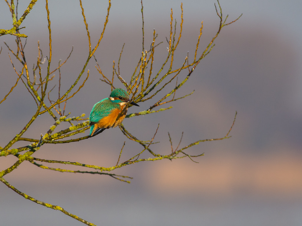 Nikon D7100 + Nikon AF-S Nikkor 300mm F4D ED-IF sample photo. Just relaxing photography