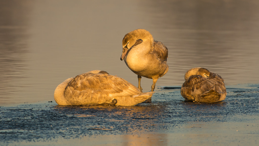 Nikon D7100 + Nikon AF-S Nikkor 300mm F4D ED-IF sample photo. Swans on ice photography