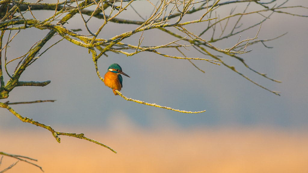 Nikon D7100 + Nikon AF-S Nikkor 300mm F4D ED-IF sample photo. Kingfisher watching for prey photography