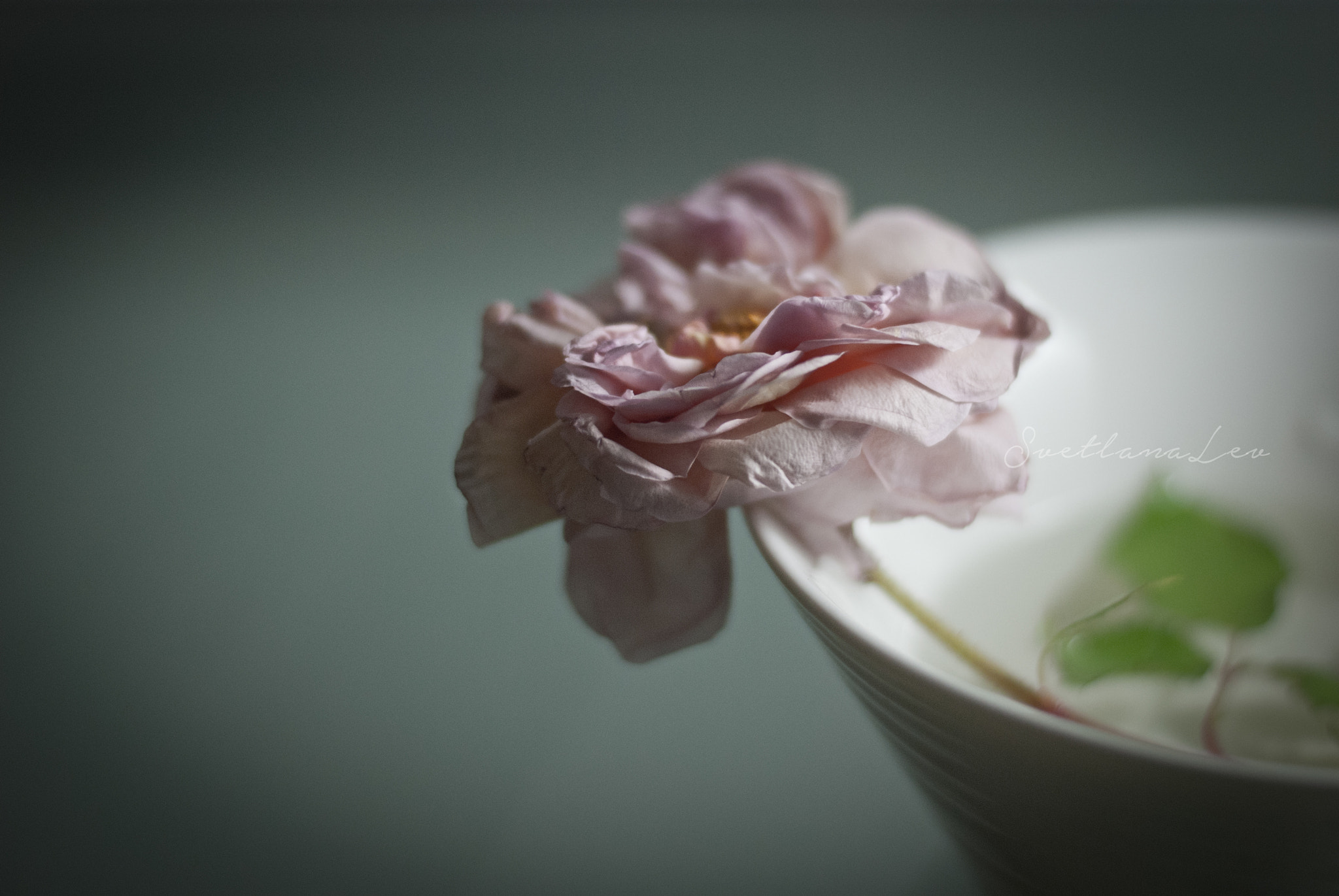Nikon D80 + Nikon AF-S Nikkor 50mm F1.8G sample photo. Rose photography