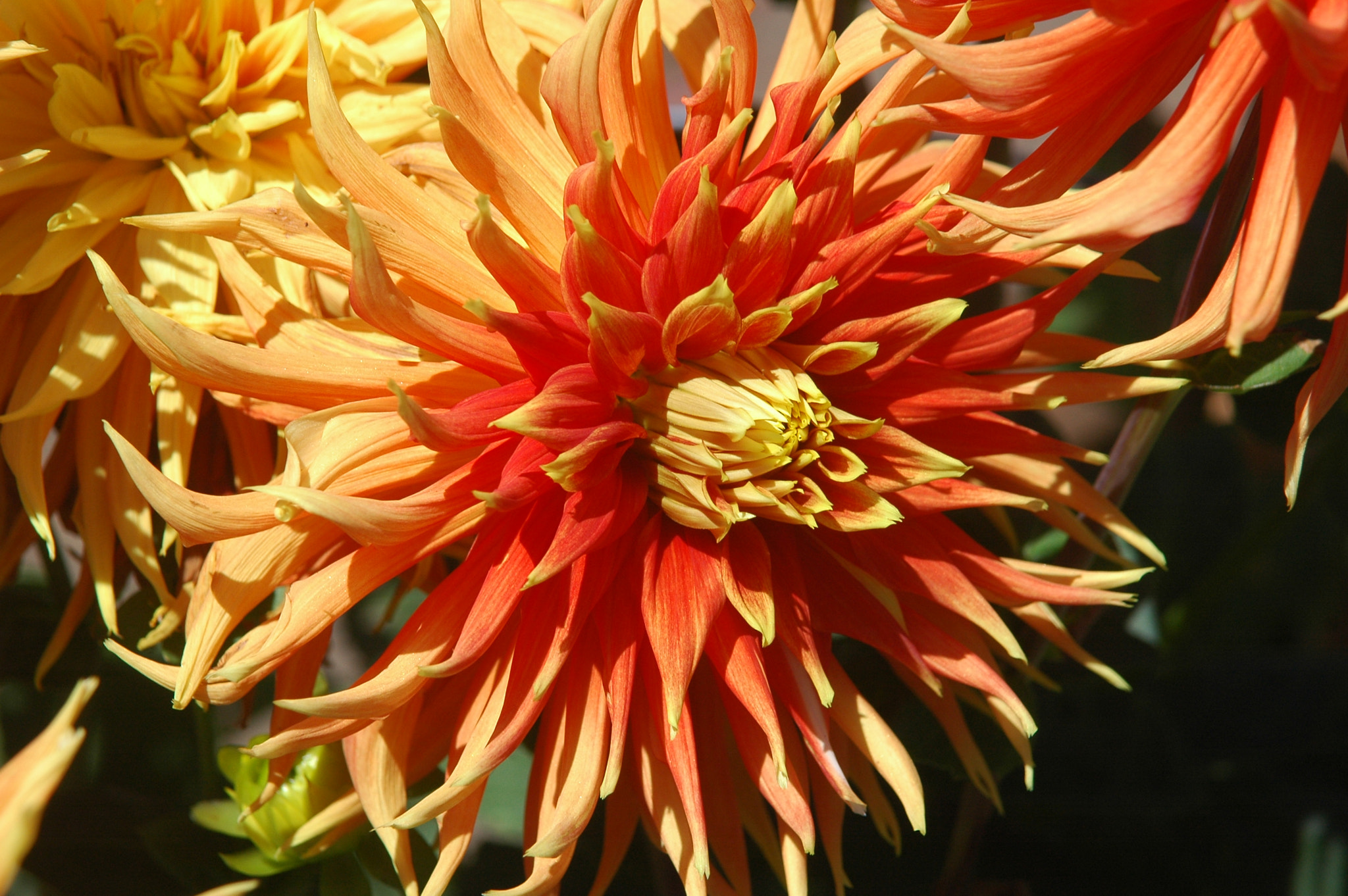 Nikon D70 + AF Zoom-Nikkor 24-120mm f/3.5-5.6D IF sample photo. Starburst dahlia photography