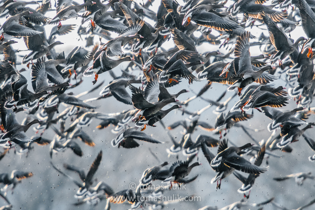 Nikon D500 + Nikon AF-S Nikkor 600mm F4G ED VR sample photo. Geese photography