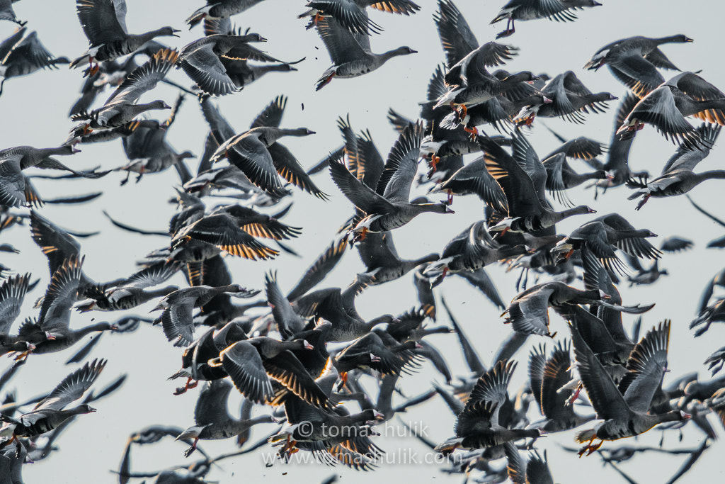 Nikon D500 + Nikon AF-S Nikkor 600mm F4G ED VR sample photo. Geese photography