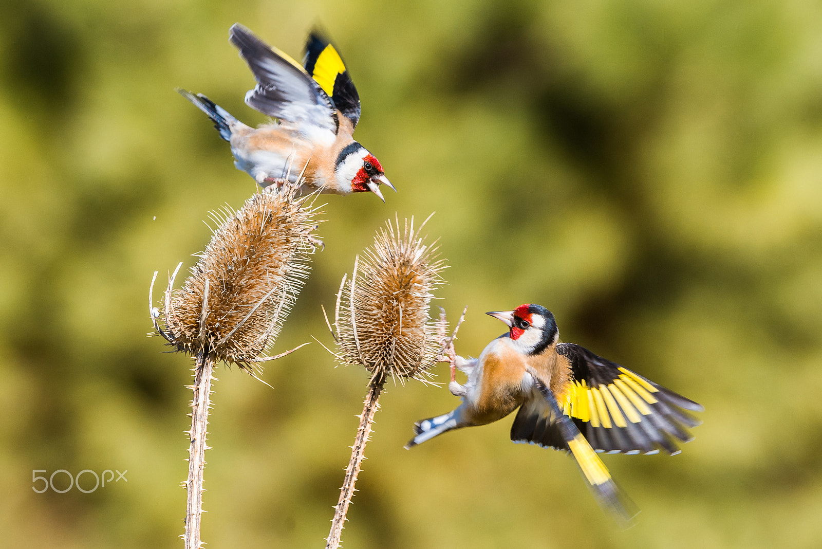 Nikon AF-S Nikkor 200-400mm F4G ED-IF VR sample photo. Birds #52 photography