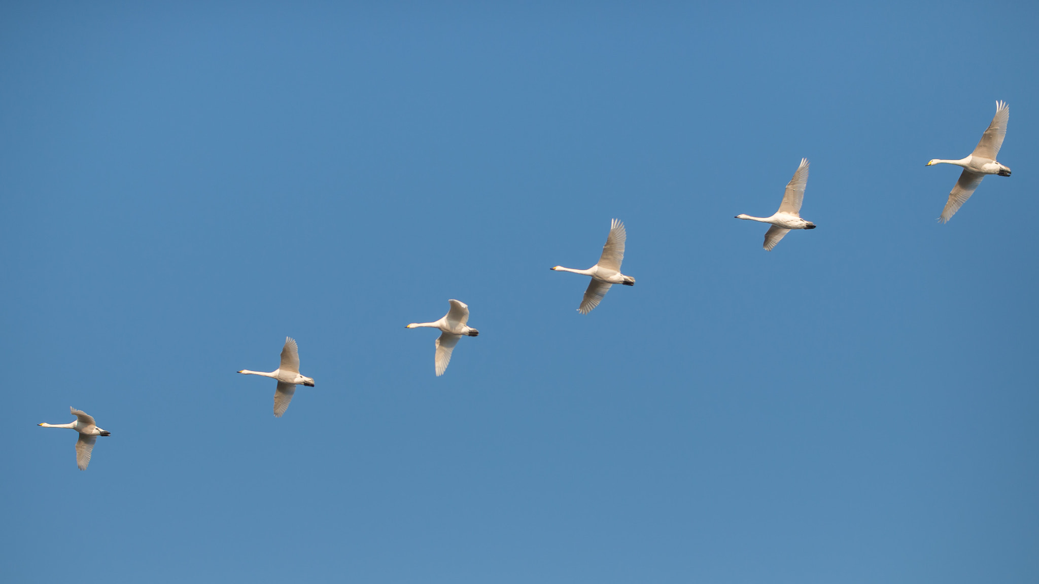 Canon EOS 70D sample photo. Swan flyby photography