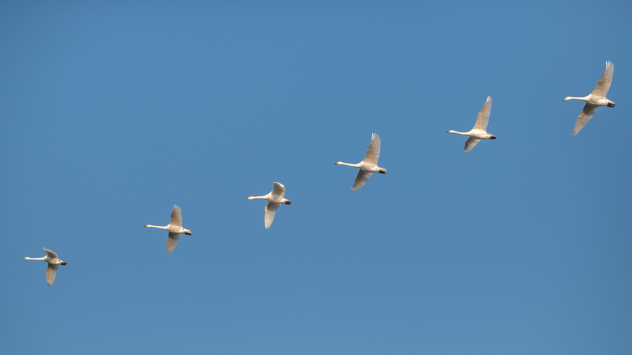 Sigma 30mm F1.4 EX DC HSM sample photo. Swan flyby photography