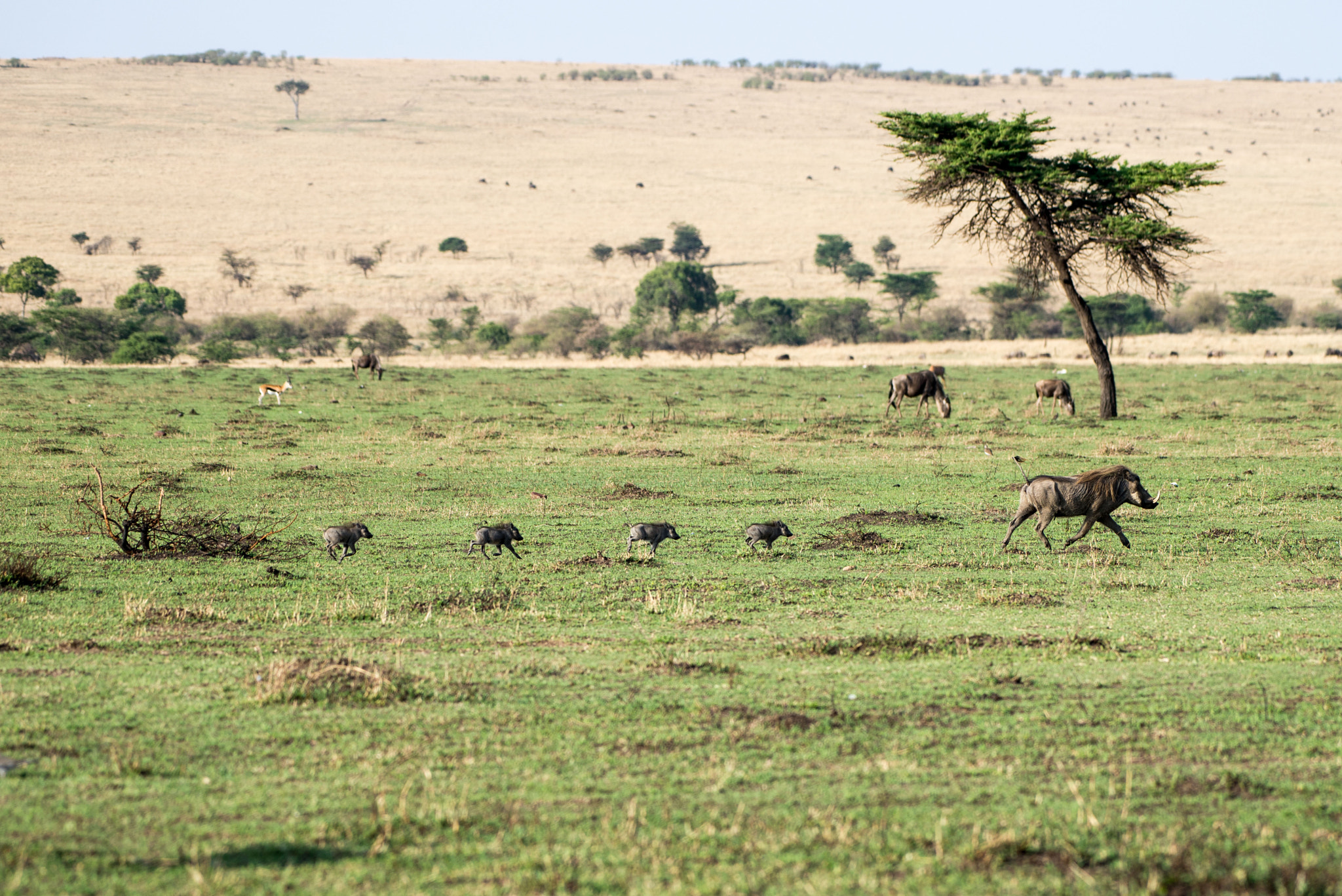 Nikon AF-S Nikkor 200-500mm F5.6E ED VR sample photo. Warthog family running in line photography