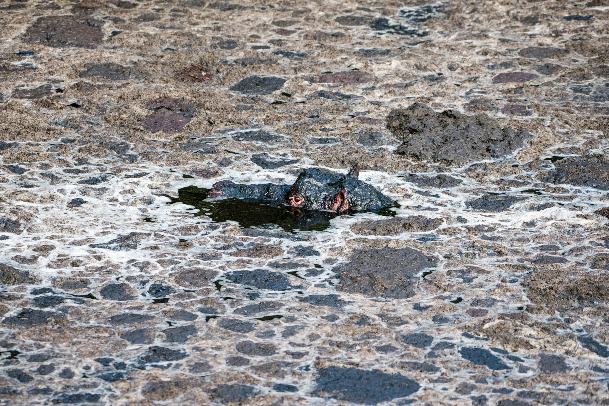 Nikon AF-S Nikkor 200-500mm F5.6E ED VR sample photo. Hippo under water photography