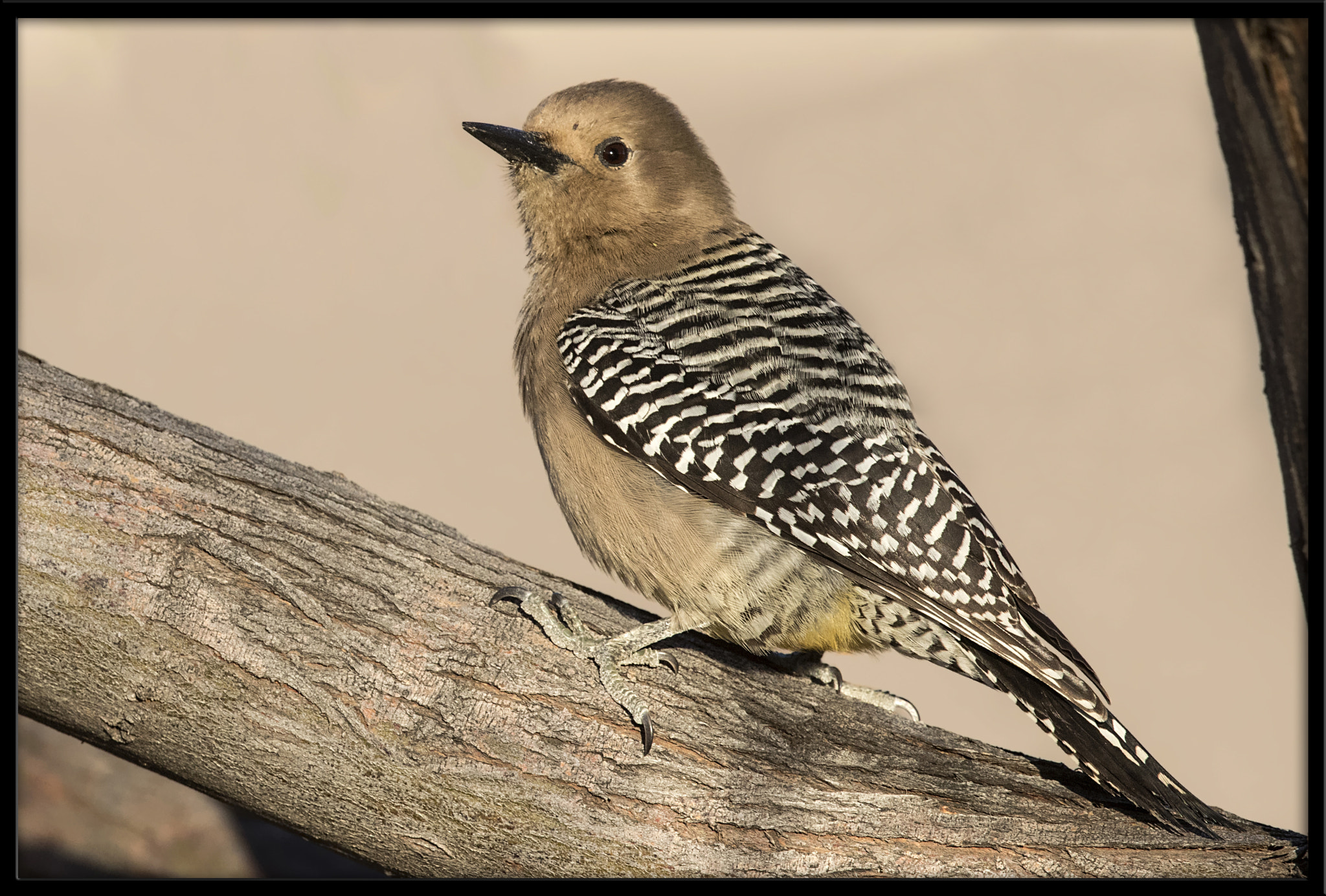 Canon EF 500mm F4L IS II USM sample photo. Gila woodpecker photography
