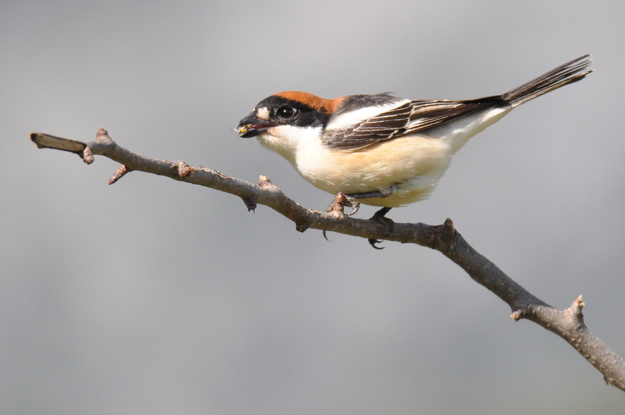 Nikon D90 + Sigma 150-600mm F5-6.3 DG OS HSM | S sample photo. Alcaudón común (lanius senator) photography