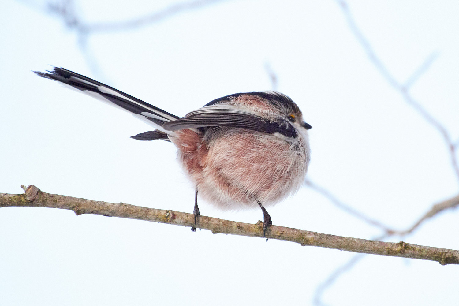 Olympus OM-D E-M1 Mark II + LEICA DG 100-400/F4.0-6.3 sample photo. Long-tailed ball photography