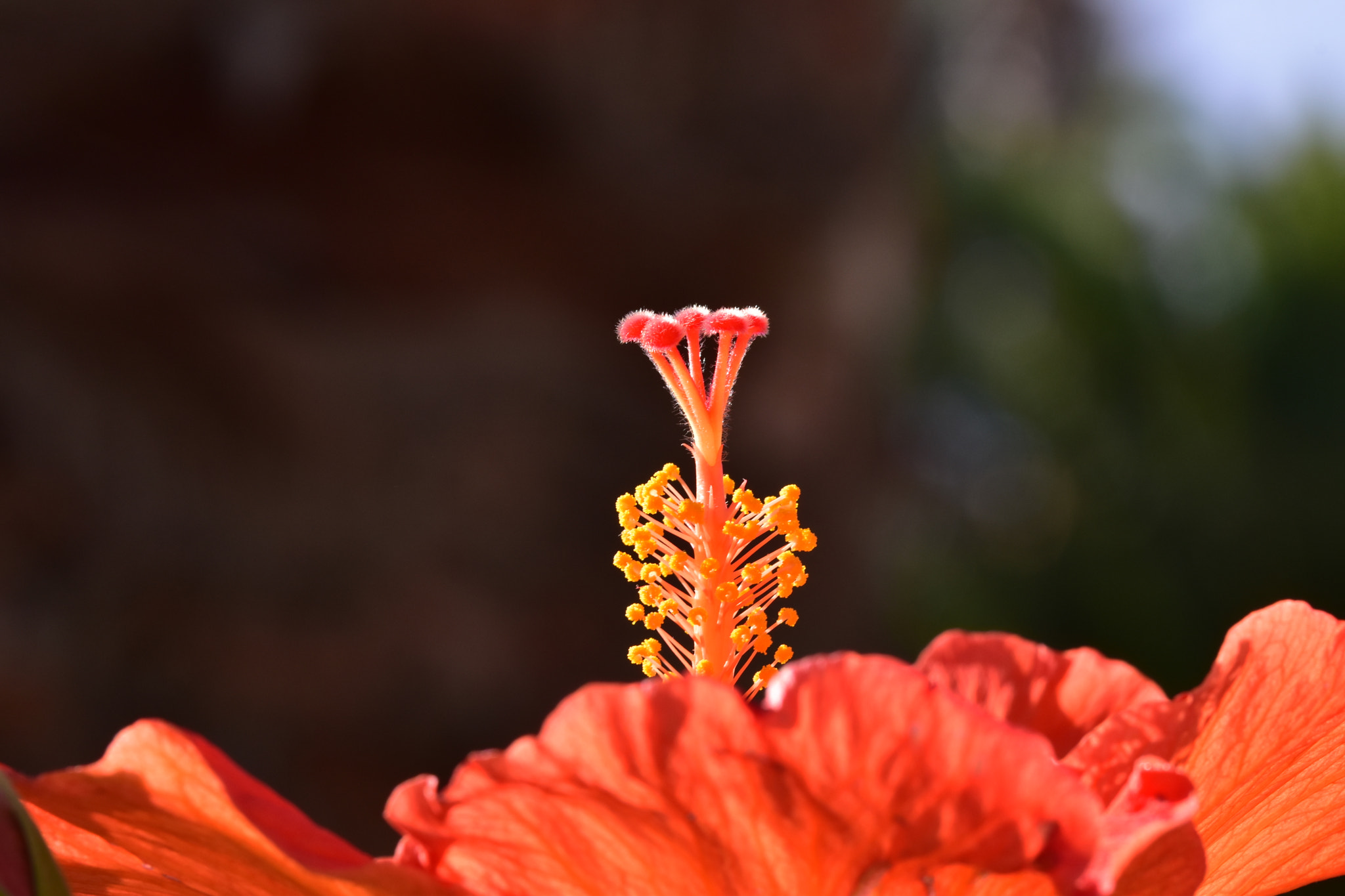Sigma 105mm F2.8 EX DG OS HSM sample photo. Hibiscus photography