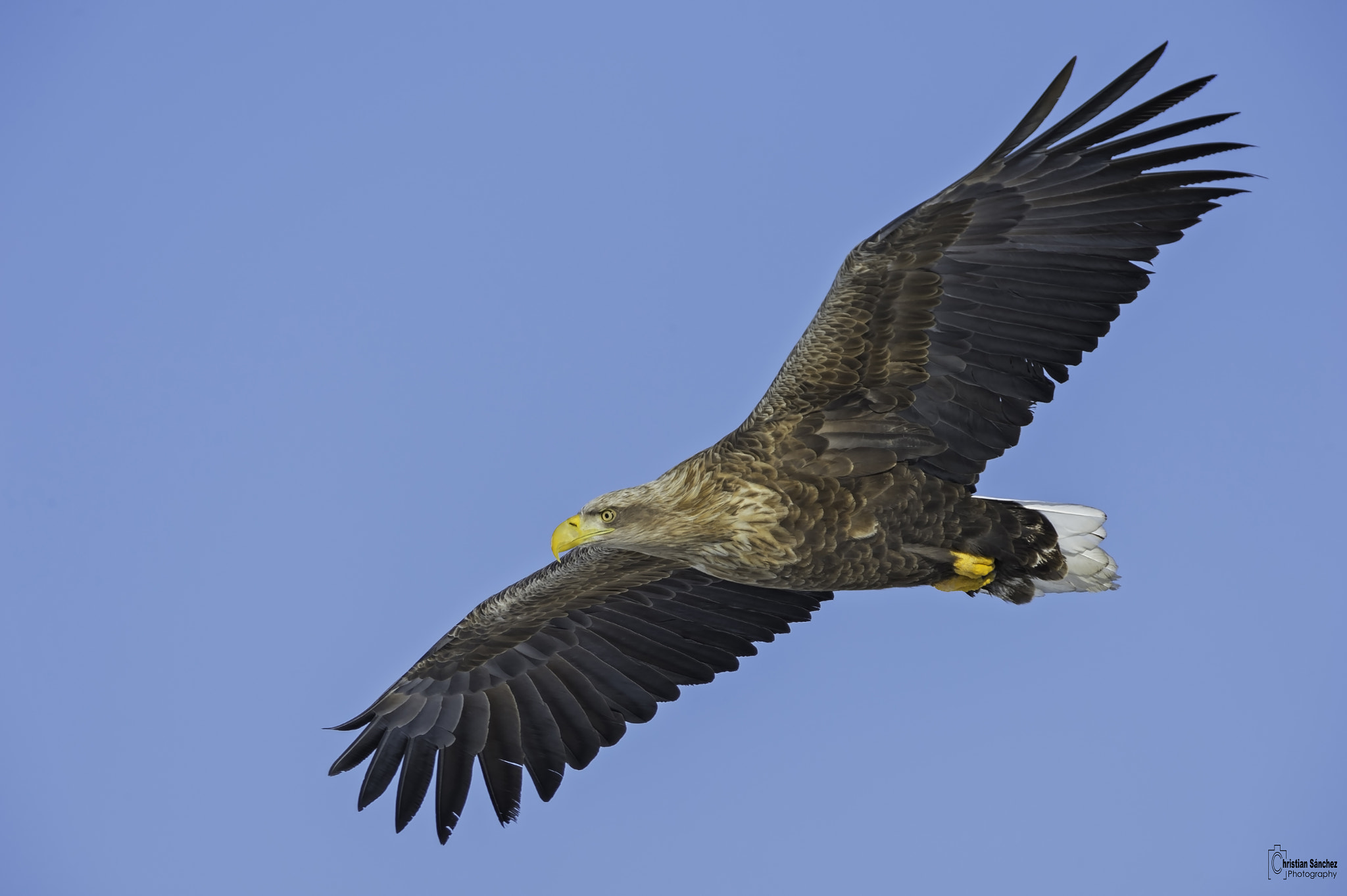 Nikon D4 + Nikon AF-S Nikkor 600mm F4G ED VR sample photo. Editar copy photography