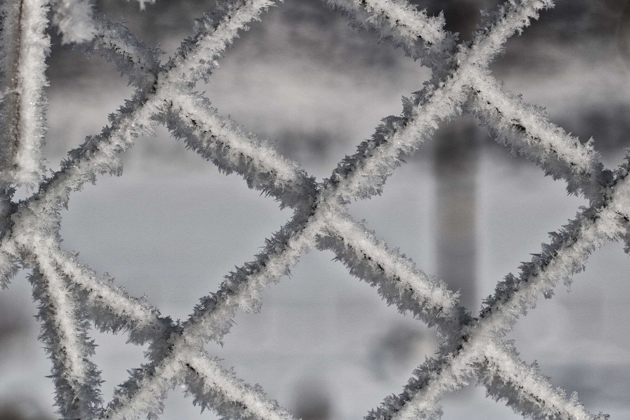Canon EF 100mm F2.8L Macro IS USM sample photo. Winter photography