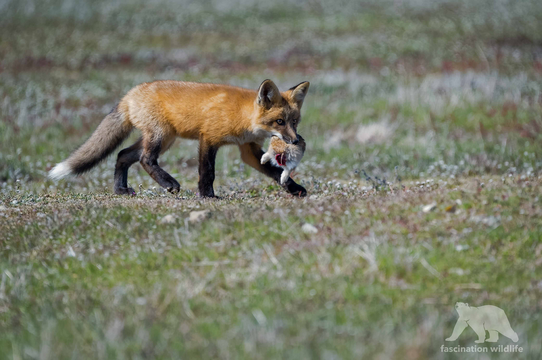 Nikon D4S + Sigma 150-600mm F5-6.3 DG OS HSM | S sample photo. Fox pup with prey photography