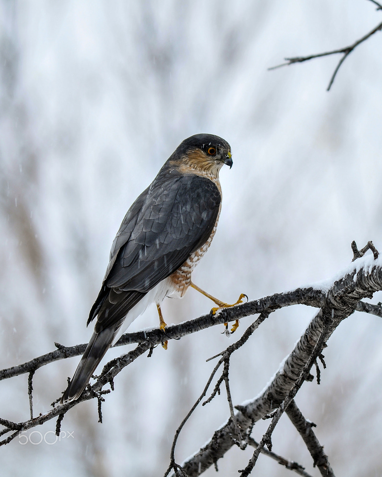 Nikon D300S sample photo. Winter hunt photography