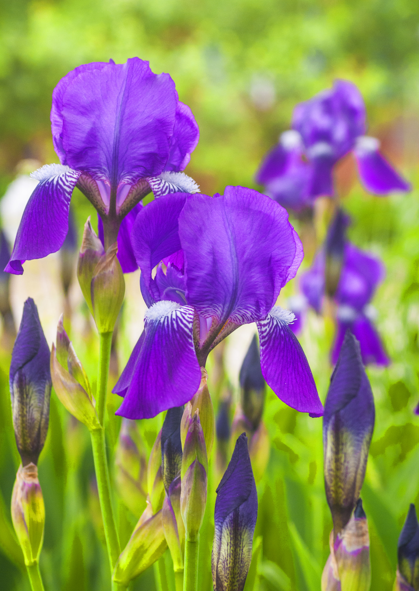 Nikon AF-S Nikkor 28-70mm F2.8 ED-IF sample photo. Irises photography
