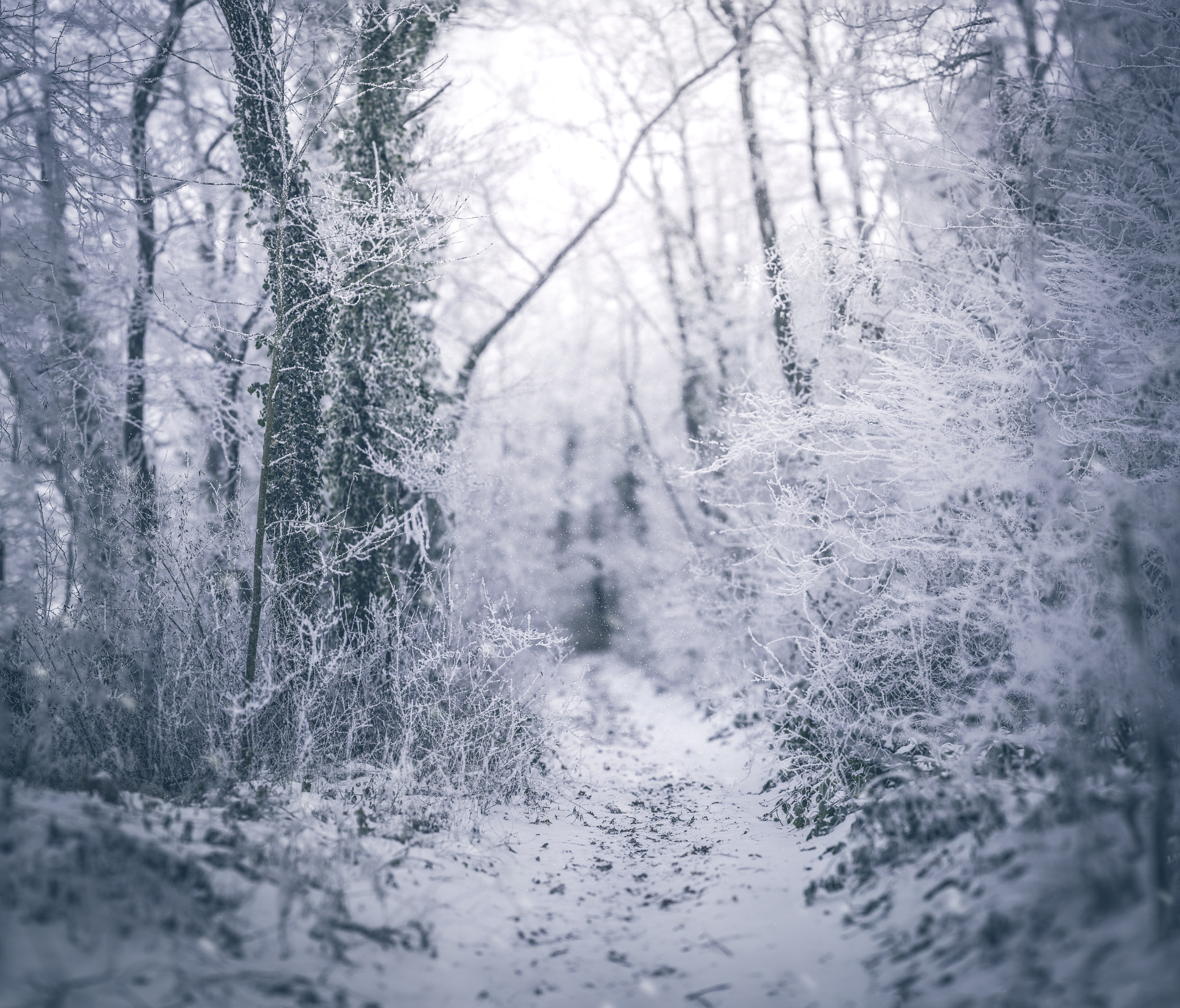 Nikon AF-S Nikkor 200mm F2G ED-IF VR sample photo. Frozen forest photography