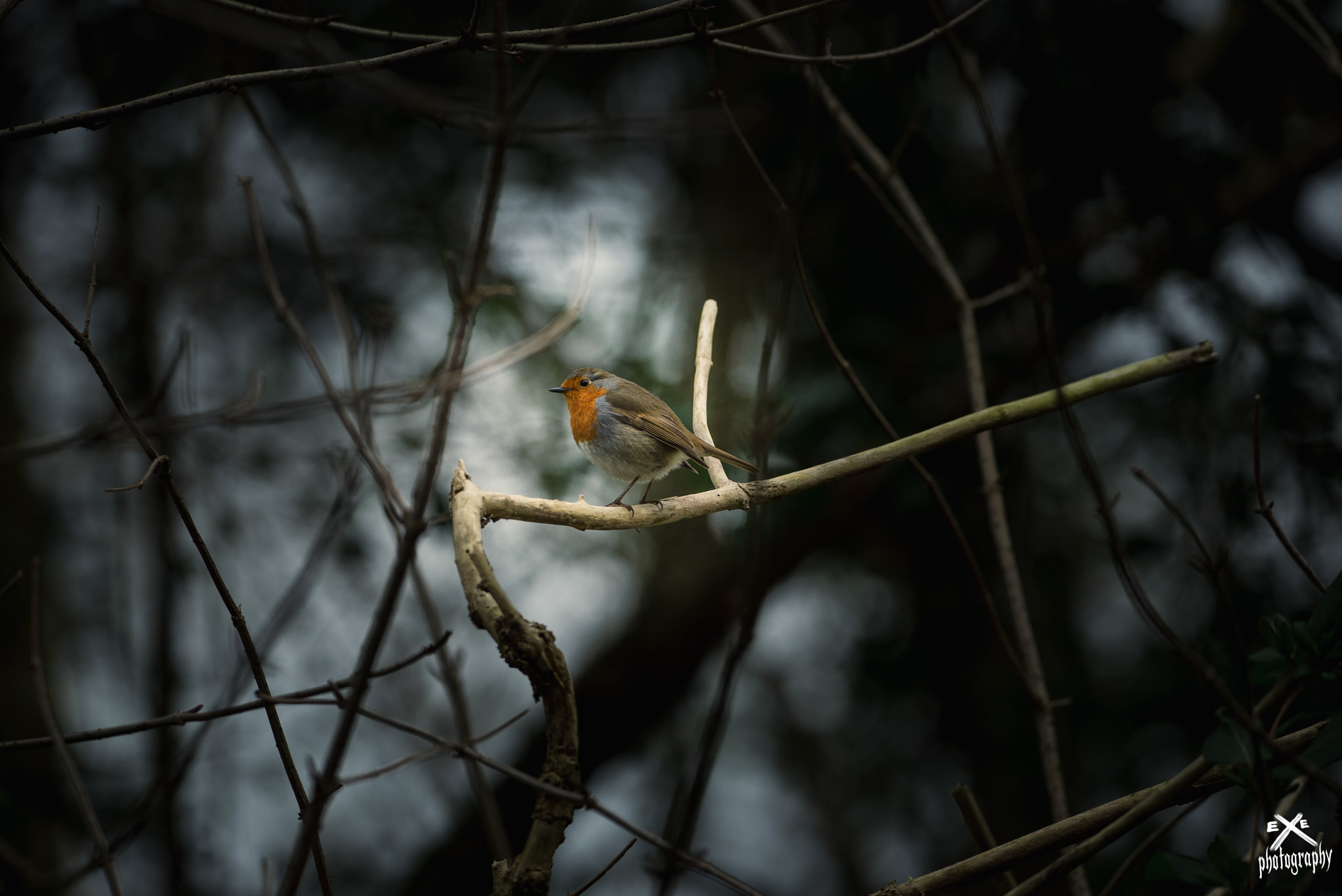 Sigma 150-600mm F5-6.3 DG OS HSM | C sample photo. European robin photography