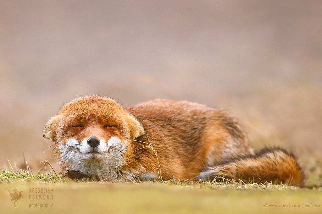 smiling fox by Roeselien Raimond on 500px.com