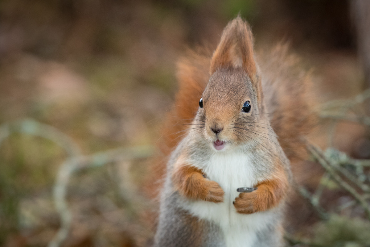Canon EF 300mm F2.8L IS II USM sample photo. Squirrel photography