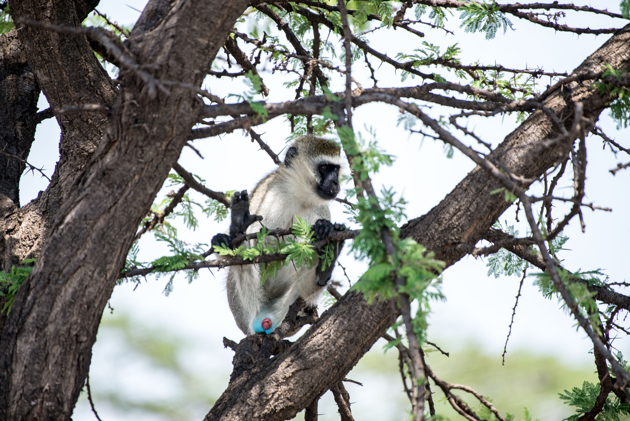 Nikon AF-S Nikkor 200-500mm F5.6E ED VR sample photo. Blue ball monkey photography
