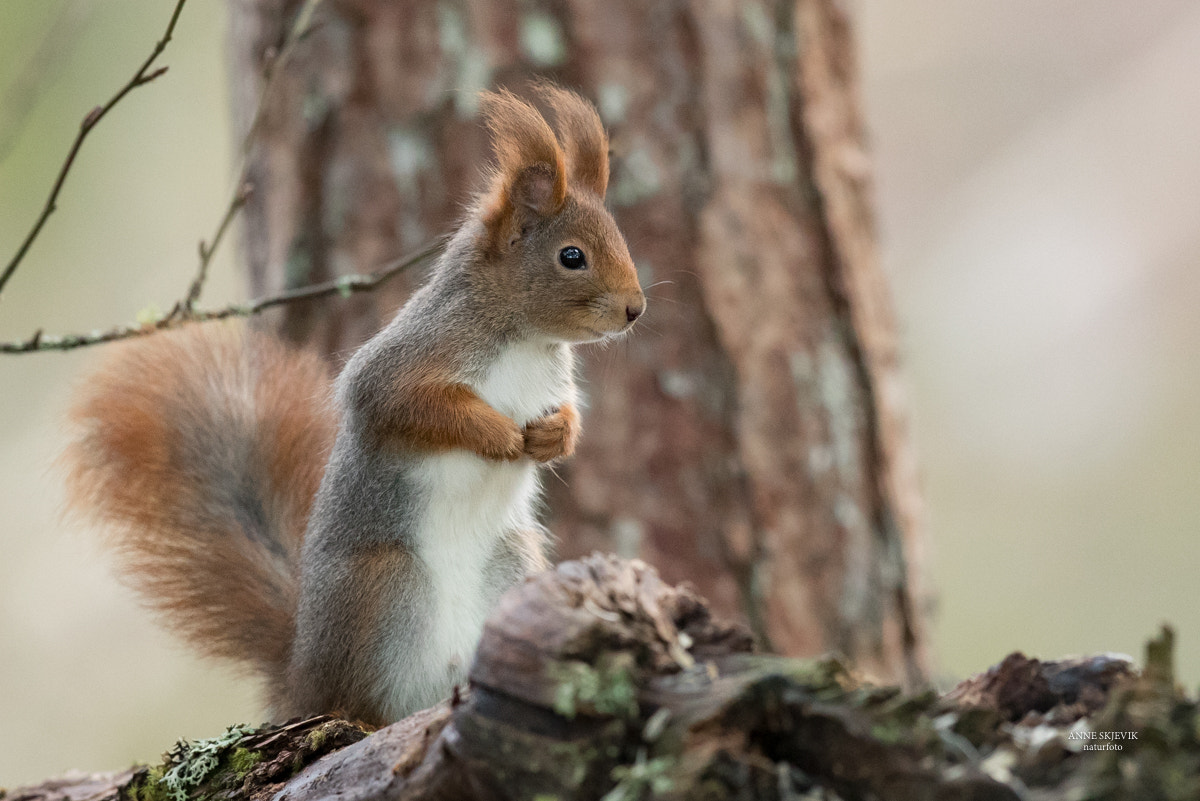 Canon EF 300mm F2.8L IS II USM sample photo. Charming squirrel photography