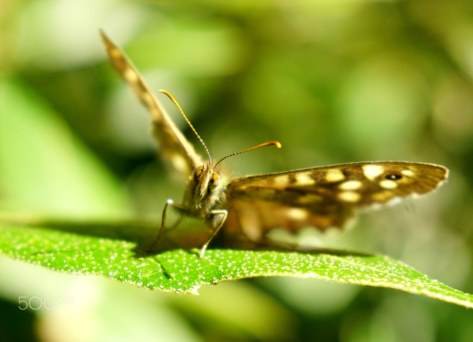 Sony a5100 + Sony E 18-50mm F4-5.6 sample photo. Butterfly on leaf photography