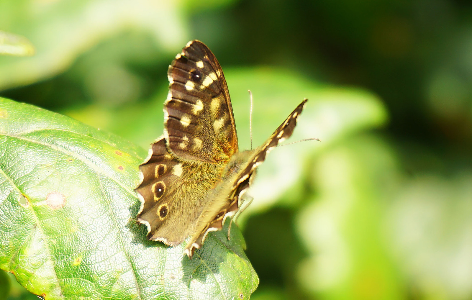 Sony a5100 + Sony E 18-50mm F4-5.6 sample photo. Close up brown butterfly photography