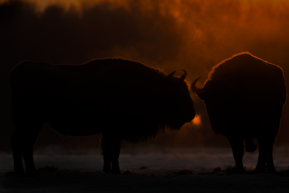 Sony Alpha DSLR-A700 + Sigma 50-500mm F4.5-6.3 DG OS HSM sample photo. Wild bisons photography