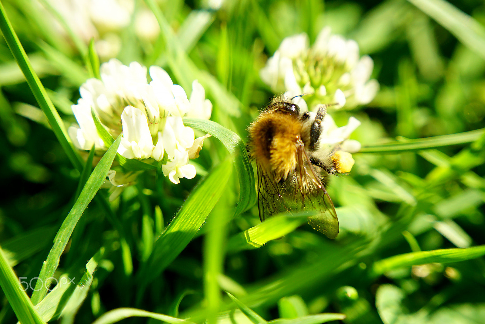 Sony a5100 + Sony E 18-50mm F4-5.6 sample photo. Bee pollen sacks photography