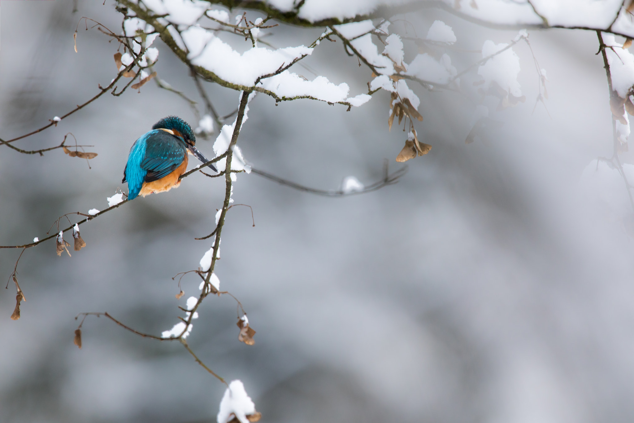 Canon EF 500mm F4L IS USM sample photo. Kingfisher photography